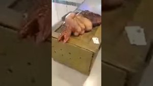 Найдено тело русалки!!!! 😱😱😳😳