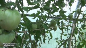 Томат РОЗОВЫЙ МЁД. Много больших и вкусных плодов.Крупноплодный сибирский сорт.