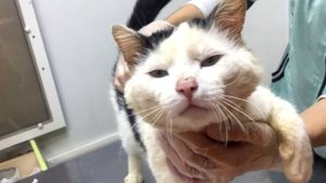От старого кота с опухшей щекой прохожие лишь отмахивались