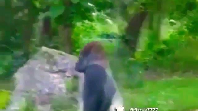 Забил