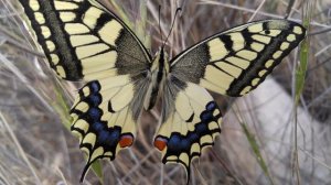 papilio machaon butterfly(swallowtail) 4k