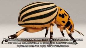 Трава полынь: описание, свойства и применение