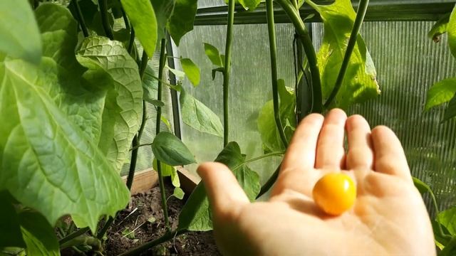 Физалис перуанский и земляничный смотреть онлайн