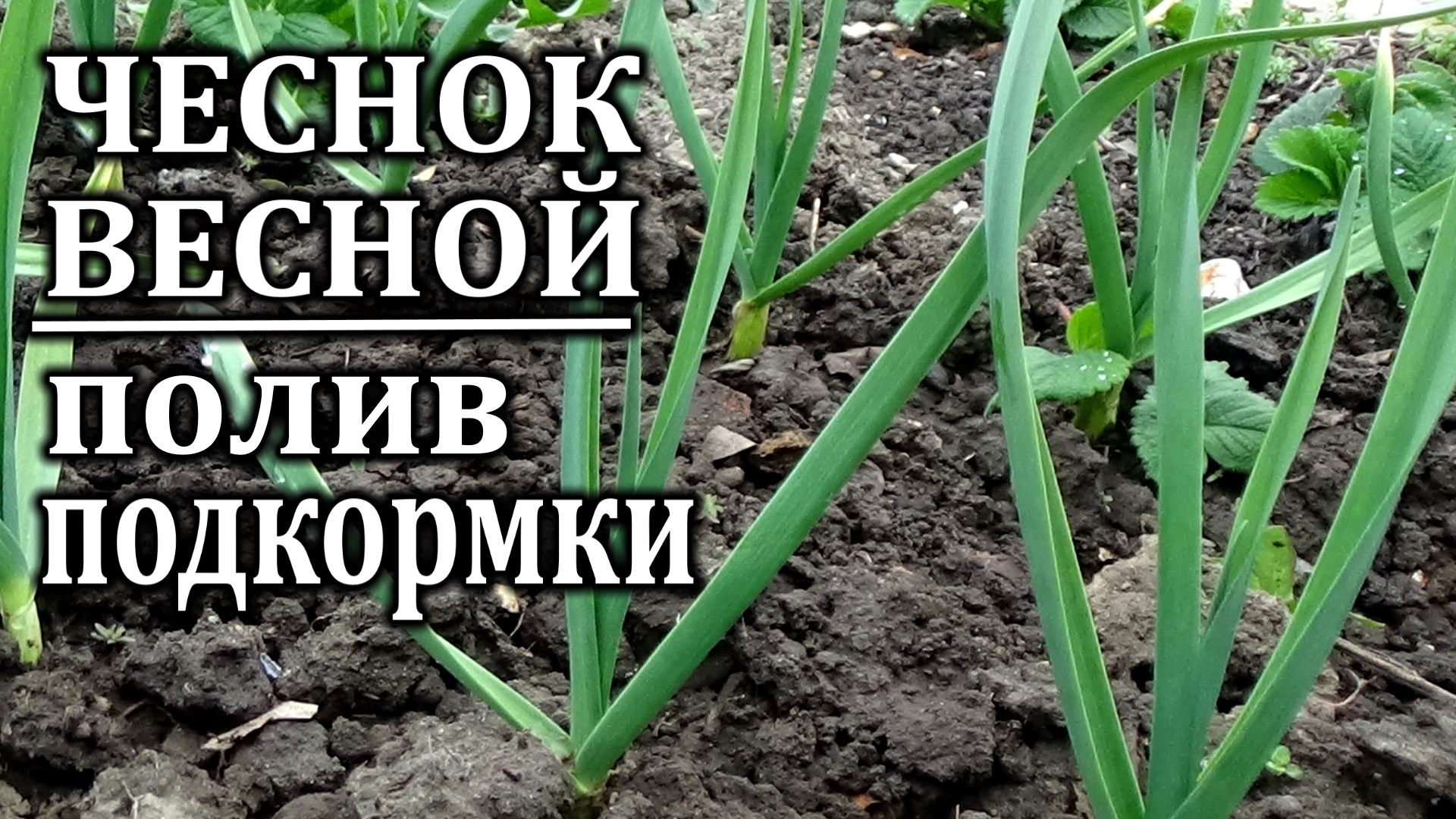 Чем удобрить чеснок весной после всхода. Чеснок весной. Полив чеснока весной. Подкормка чеснока. Чем подкормить чеснок весной.