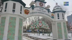 ГРУДИНИН - Тайны Совхоза имени Ленина