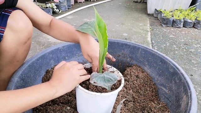 SPATHIPHYLLUM SENSATION CARE TIPS AND PROPAGATION|. HOW TO PROPAGATE AND CARE SENSATION PLANT смотреть онлайн