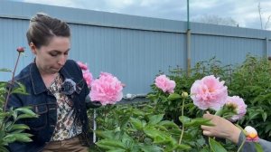 Первое цветение новых пионов от Peonyshop / Сад Ворошиловой