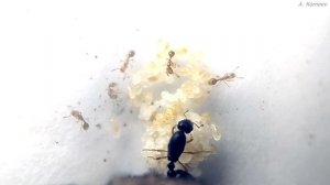 Самые маленькие муравьи в России - Solenopsis fugax