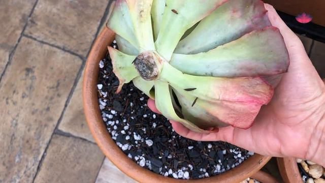 Episodio 26 - Decapitação no inverno смотреть онлайн