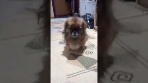 Моя собака туман пароды пикенес