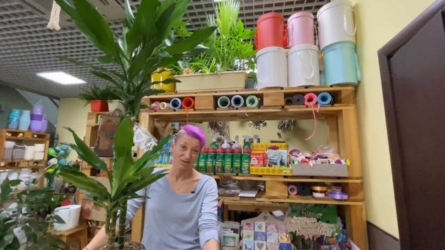 Драцена Бурунди - сорт душистой драцены | Чем отличаются душистые драцены от других разновидностей