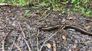 Веретеница ломкая