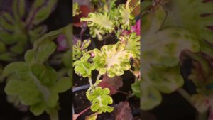 Сеянсы вегетативных колеусов. Сбрасывают листья, срочно пересадка!