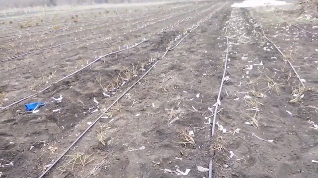 Размножить много роз не проблема.Расскажу за 2 минуты.