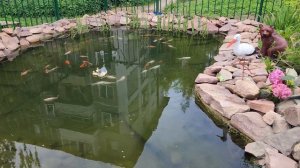 пруд на 10 кубов с водопадом и фонтаном, карпы кои ,во дворе многоквартирного дома
