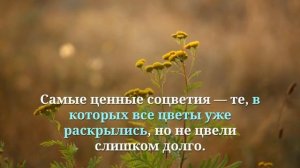 ✔️ Сбор и заготовка пижмы: где искать, когда собирать, как хранить