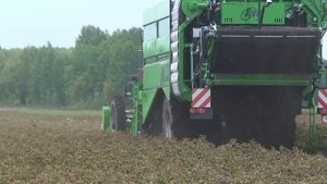 Сбор картофеля - 120 тонн картофеля в час.mp4