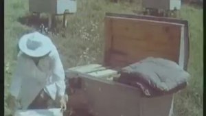 Пчеловодство, современные методы содержания и разведения пчёл