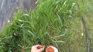 Ловля карпа ПОПАЛИ В ШИКАРНЫЙ КЛЕВ ловим карпа на червя ЧАСТЬ 1 ВЕЧЕРНИЙ КЛЕВ КАРПА