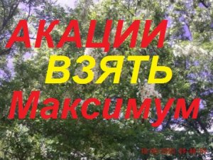 Супер семьи принесут Белую Акацию в улей кистями.)))СЕМЬЯ-МЕДОВИК на Белую акацию.