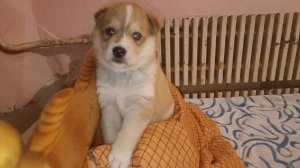 Нежная Ассоль