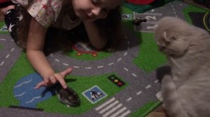 ? ХОМЯКА НЕ СТАЛО! Что Случилось? Прощание! До Слёз!