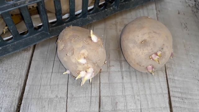 ДЕДОВСКИЙ СПОСОБ! СОРТА КАРТОШКИ:Айл оф джура, Тулеевская, Ред скарлет, Удача!!! смотреть онлайн