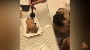 Реакция Собаки На Собачий Торт