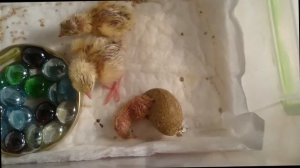 вылупление перепела из магазинного яйца самодельный #инкубатор Рождение цыпленка! Чудо из яйца!