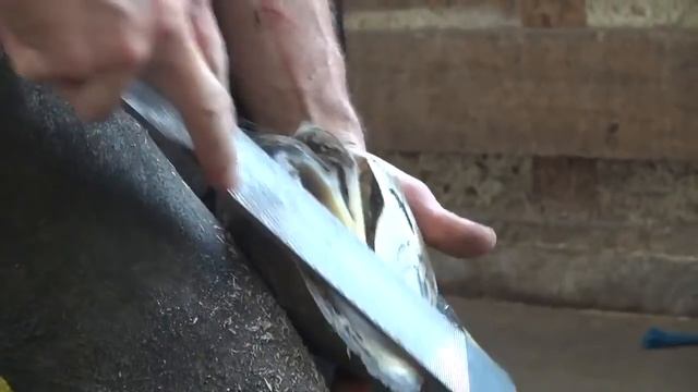 Lamar Weaver, CJF Trimming Left Hind on Road Horse смотреть онлайн