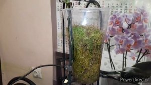 Орхидеи Детки на Цветоносе/Как Нарастить корни Деткам/Когда,как отделить/Проверенный Супер способ