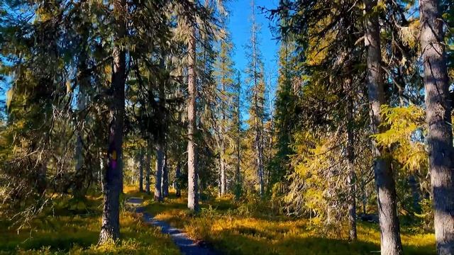 Oulu Finland | Iso Syote | Traveling in Finland | Hiking in Finland | Koiteli rapids |Finland 4K