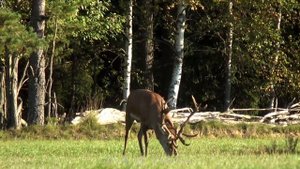 Red Deer Roaring. РЁВ БЛАГОРОДНОГО ОЛЕНЯ