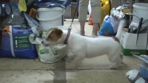 Тримминг Джек-Рассел-терьера ГОТОВО!!! /часть 3. / стрижка собак