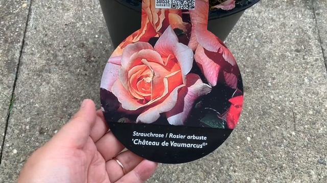 Purchased Chãteau de Vaumarcus rose, Swiss rose ?? смотреть онлайн