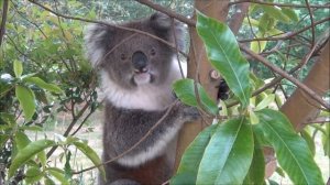 Amazingly cute koala bear in the wild