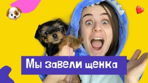 КАК МЫ ЗАВЕЛИ ЩЕНКА ӏ ЙОРК ӏ ЙОРКШИРСКИЙ ТЕРЬЕР