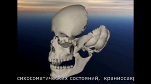 Краниосакральный ритм движения костей лицевого черепа.