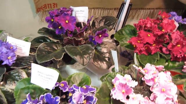 Выставка фиалок смотреть онлайн