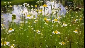 ФУТАЖИ ДЛЯ МОНТАЖА. Ромашковое поле.