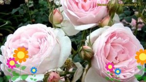 Роза кустовая Ведгвуд Роуз. Краткий обзор, описание характеристик The Wedgwood Rose