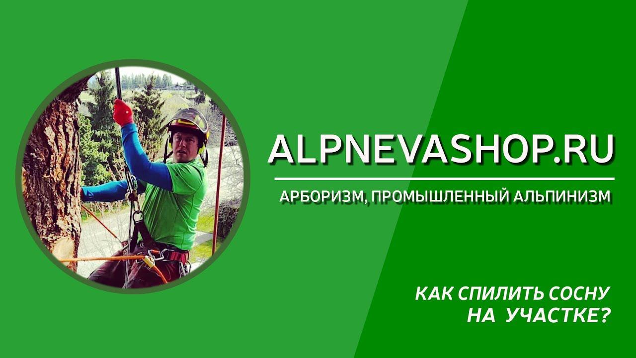 Как спилить сосну на участке?