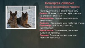 Стандарты пород. Немецкая овчарка