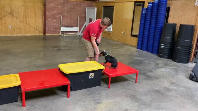 Siri von Prufenpuden 11 Wk Doberman Puppy Super Dog Participant @ Protection Dog Sales смотреть онлайн