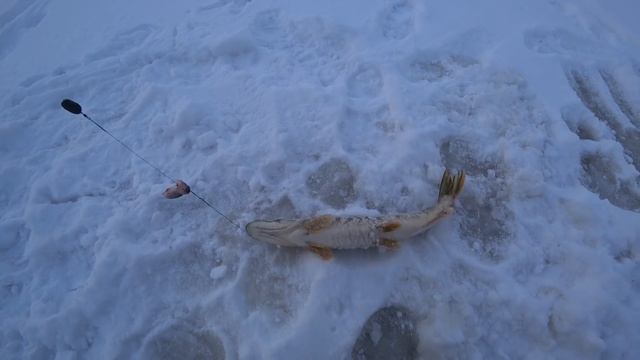 НА ТРЕТИЙ ДЕНЬ НАШЛИ СТОЯНКУ РЫБЫ И НАЧАЛОСЬ.ЩУКИ СОШЛИ С УМА. Окунь на блесну.Щука на жерлицы. смотреть онлайн