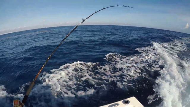 Trolling for MAHI MAHI deep sea dolphin fishing in Florida смотреть онлайн