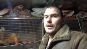 Полосато-пестрая Пушкинская порода кур