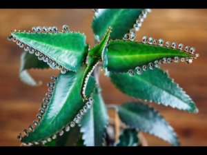 Что сделает с вашим организмом Каланхое?!? ***Растение -лекарь*** Творит чудеса!!!