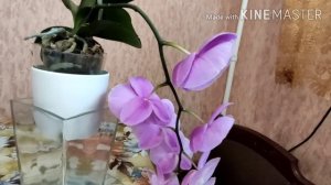#Орхидеи #синголо #домашнее #цветение