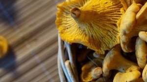 Лисички и Лечебные Свойства Гриба . Грибы Лисички от Паразитов